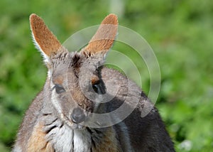 Yellow footed rock wallaby