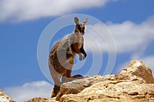 Yellow-footed rock wallaby