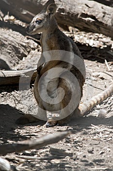 The yellow footed rock wallaby is brown, gey and white