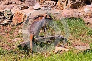 Yellow-Footed Rock-Wallaby - Petrogale xanthopus