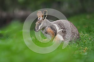 Yellow-footed Rock Wallaby - Petrogale xanthopus - Australian kangaroo