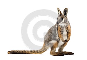 Yellow-footed rock-wallaby, Petrogale xanthopus, kangaroo