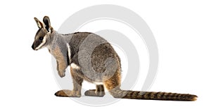 Yellow-footed rock-wallaby, Petrogale xanthopus, kangaroo