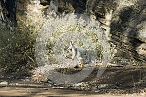 Yellow-footed rock wallaby seen in Brachina Gorge, SA, Australia