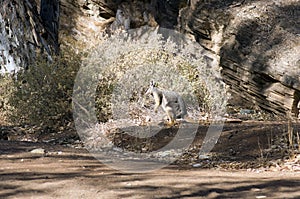 Yellow-footed rock wallaby seen in Brachina Gorge, SA, Australia