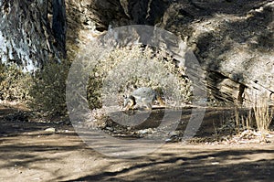 Yellow-footed rock wallaby seen in Brachina Gorge, SA, Australia