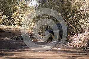 Yellow-footed rock wallaby seen in Brachina Gorge, SA, Australia