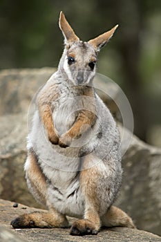 the yellow footed rock wallaby is sitting on its hind legs