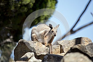 this is a yellow footed rock wallaby stand on a mountain of rocks