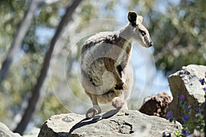The yellow footed rock wallaby is on top of a rock pile