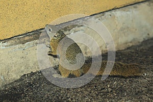 Yellow-footed squirrel
