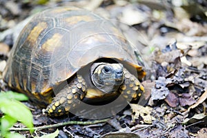 Yellow-footed tortoise