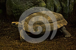 Yellow-footed tortoise, Brazilian giant tortoise Chelonoidis denticulatus.