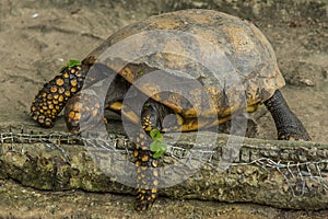 Brazilian giant tortoise Chelonoidis denticulata stands on the edge and looks down photo