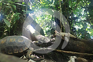 Yellow footed tortoise, Chelonoidis denticulatus, in his natural habitat: the amazon jungle