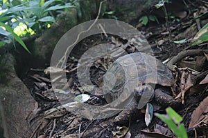 Yellow footed tortoise, Chelonoidis denticulatus, in his natural habitat: the amazon jungle
