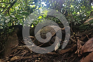 Yellow footed tortoise, Chelonoidis denticulatus, in his natural habitat: the amazon jungle