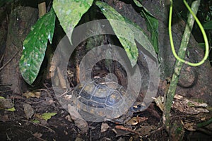 Yellow footed tortoise, Chelonoidis denticulatus, sitting between the roots of a large tree