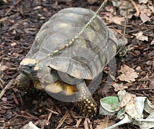 Yellow-footed tortoise close