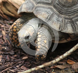 Yellow-footed tortoise close