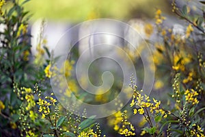 Yellow Foreground Flowers