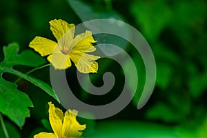 Yellow forest bitter melon flower with green foliage background, nature concept