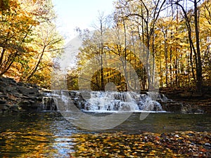 Yellow forest leaves and falls photo