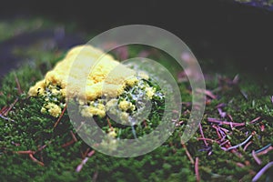 Yellow forest mold photo