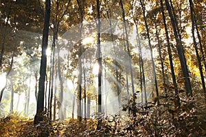 Morning Sunlight Inside a Yellow Forest