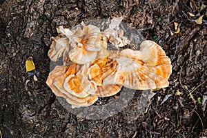 Yellow forest mushroom on wood log. autumn in the forest.