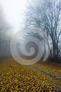 Yellow forest path