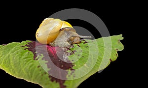 Cepaea nemoralis