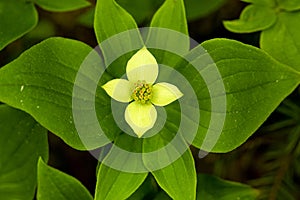 Yellow form of bunchberry flowers on Mt. Kearsarge, New Hampshire