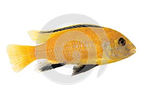 Yellow form of Melanochromis johannii