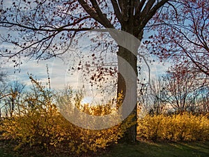 Yellow Forsythia Aglow from Sunset Golden Light with a Tree in t