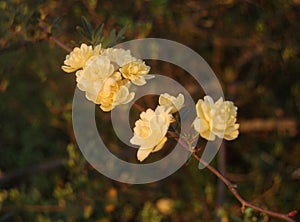 Yellow Forsythia Blooms