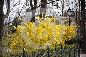 Yellow forsythia bush during blossoming