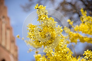 Yellow forsythia bush during blossoming
