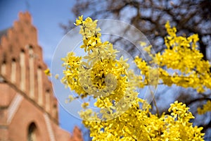 Yellow forsythia bush during blossoming