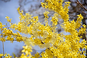 Yellow forsythia bush during blossoming