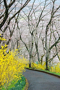 Yellow Forsythia and cherry trees along the walkway at Funaoka Castle Ruin Park,Shibata,Miyagi,Tohoku,Japan during spring.