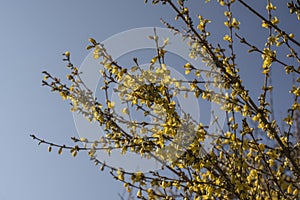 Yellow forsythia flowers against clear blue sky