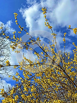 yellow forsythia flowers on a background of blue sky