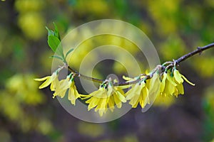 Yellow forsythia flowers on curving branch