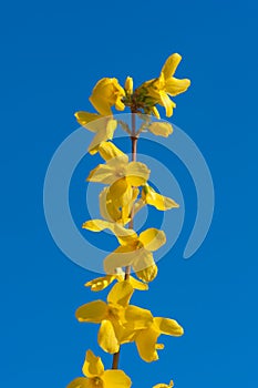 Yellow forsythia - spring flowers on blue sky