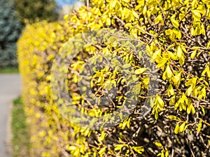 Yellow forsythie