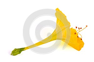 Yellow Four o`clock flower