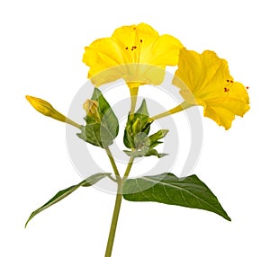 Yellow Four o`clock flowers