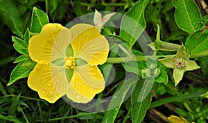 Yellow four-petal flower in Bolivian tropics