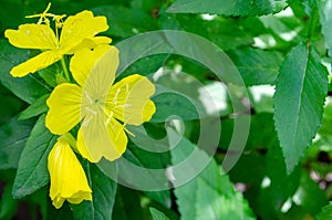 Yellow four petalled flowers with green leaves